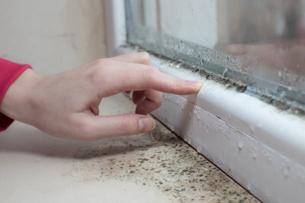 Best Mold Prevention Services  in Angleton, TX